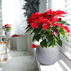 DreamPatio Riverside Fiberstone Modern Sphere Planter for Indoor/Outdoor