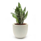 Tapered Round MgO Planter, Indoor and Outdoor